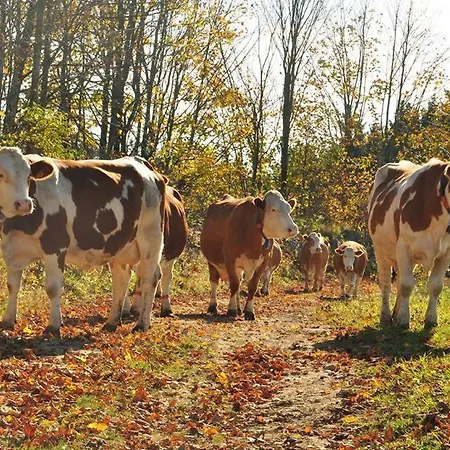 Farm stay Bauernhof Mittereibenberger